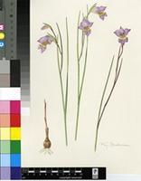 Gladiolus taubertianus Schltr.