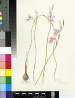 Gladiolus martleyi L.Bolus
