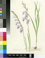 Gladiolus loteniensis Hilliard & B.L.Burtt