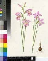 Gladiolus sp.