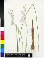Gladiolus kamiesbergensis G.J.Lewis