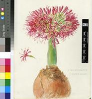 Boophone disticha (L.f.) Herb.
