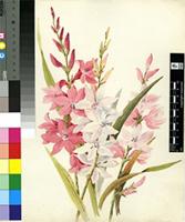 Watsonia borbonica (Pourr.) Goldblatt subsp. borbonica
