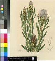 Protea lanceolata E.Mey. ex Meisn.