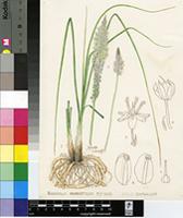 Bulbinella graminifolia P.L.Perry