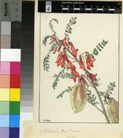 Sutherlandia frutescens (L.) R.Br.
