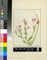 Lapeirousia anceps (L.f.) Ker Gawl.