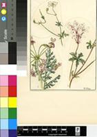 Geranium incanum Burm.f.