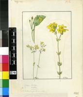 Sebaea aurea (L.f.) Roem. & Schult.