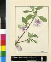 Solanum aggregatum Jacq.