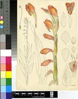 Gladiolus tysonii Baker
