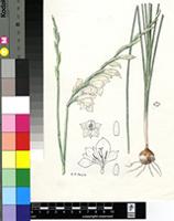Gladiolus permeabilis D.Delaroche