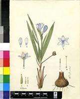Babiana villosula (J.F.Gmel.) Ker Gawl. ex Steud.
