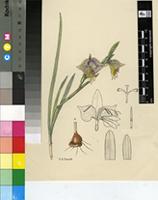 Gladiolus watermeyeri L.Bolus