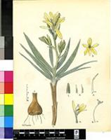 Babiana odorata L.Bolus