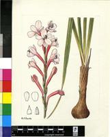 Watsonia sp.