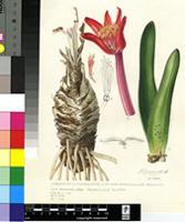Haemanthus pubescens L.f. subsp. arenicola Snijman