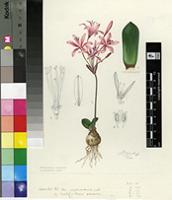 Strumaria salteri W.F.Barker