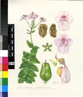 Diascia rigescens E.Mey. ex Benth.