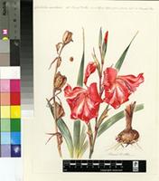 Gladiolus saundersii Hook.f.