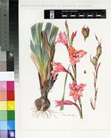 Gladiolus marlothii G.J.Lewis