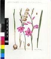 Gladiolus brachyphyllus F.Bolus