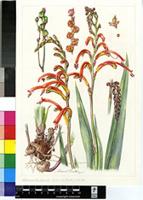 Chasmanthe bicolor (Gasp.) N.E.Br.
