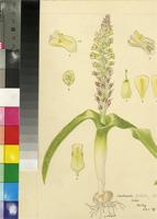 Lachenalia pallida Aiton