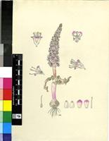 Lachenalia purpureo-caerulea Jacq.