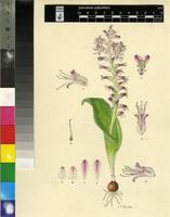 Lachenalia splendida Diels