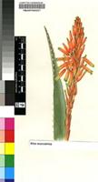 Illustrations of Southern Africa flora