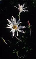 Anemone capensis Lam.
