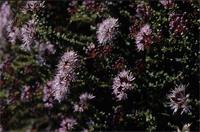 Agathosma lanceolata (L.) Engl.