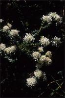 Agathosma sp.