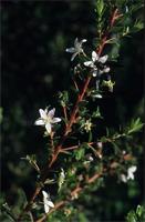 Agathosma betulina (P.J.Bergius) Pillans