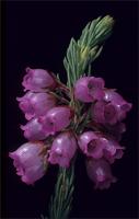 Erica axilliflora Bartl.