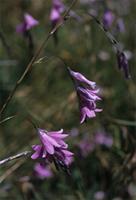 Dierama dissimile Hilliard
