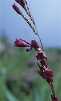Dierama mobile Hilliard
