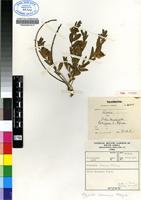 Isotype of Polygala senensis Klotzsch var. senensis [family POLYGALACEAE]