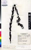 Filed as Brachycorythis pleistophylla Rchb.f. [family ORCHIDACEAE]