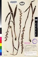 Filed as Disa aconitoides Sond. subsp. aconitoides [family ORCHIDACEAE]