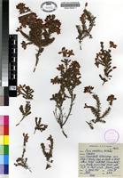 Isotype of Erica umbrosa H.A.Baker [family ERICACEAE]