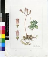 Tylecodon tuberosus Toelken