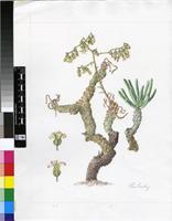 Tylecodon rubrovenosus (Dinter) Toelken