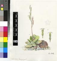 Adromischus leucophyllus Uitewaal