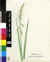 Ornithogalum viride (L.) J.C.Manning & Goldblatt