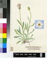 Dimorphotheca caulescens Harv.
