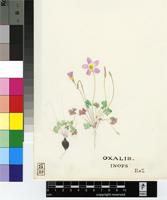 Oxalis obliquifolia Steud. ex A.Rich.