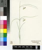 Sisyranthus imberbis Harv.