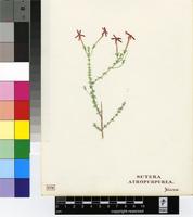 Sutera atropurpurea (Benth.) Hiern